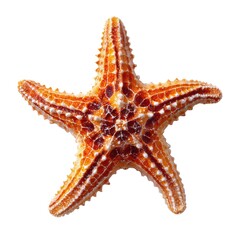 A Stunning Starfish Displaying Intricate Patterns and Vibrant Colors, Capturing the Beauty of Marine Life and the Wonders of the Ocean Ecosystem.