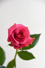 ピンクのばら