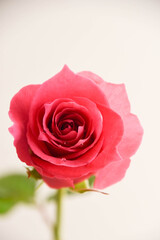 ピンクのばら