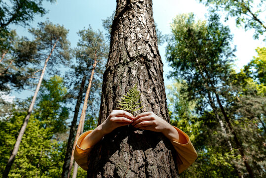 Person hugging tree in forest, embracing tree trunk with both hands. Giving hug to old tree as a symbol for nature love, sustainable development and environment protection	