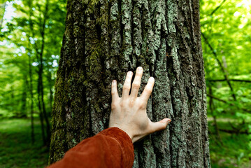 Person touching old tree growing in forest. Human hand on the bark of a tree. Concept of sustainable development and environment protection