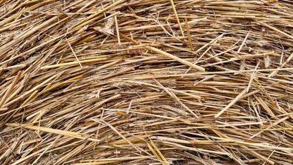 Close-up shot of a golden hay or straw bale drying in the field outdoor at daytime during the summer in Germany with space for text.