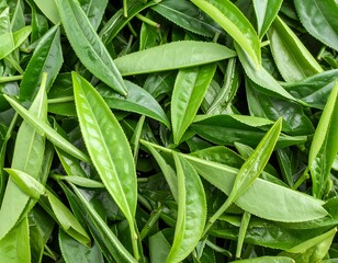 Fototapeta premium Fresh green tea leaves