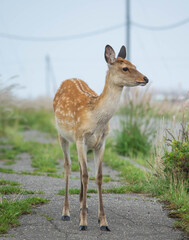 北海道 野付半島のエゾシカ