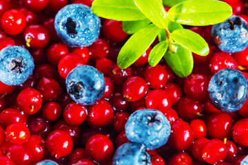 Ripe shiny lingonberries and blueberries with leaves. Healthy eating concept.