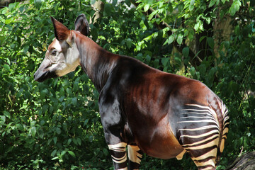 okapi in a zoo in mulhouse in france 