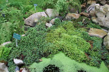 vegetation in a greenhouse at the in paris in france 