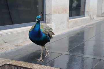 Peacock Street Valladolid Spain 