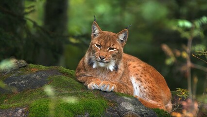 lynx in the forest