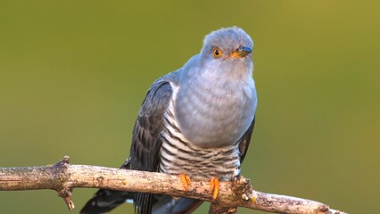 bird of prey