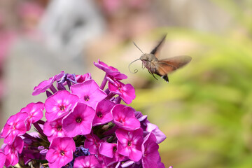 Taubenschwänzchen 8 © K.-U. Häßler