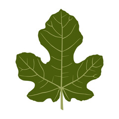 fig leaf vector
