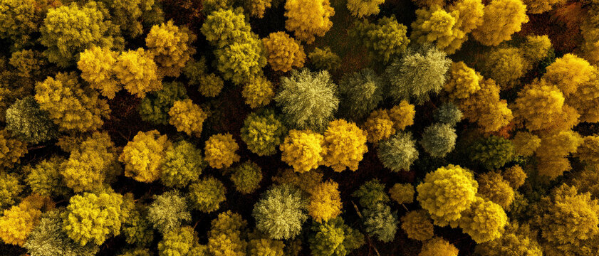 Aerial view of a vibrant deciduous forest in autumn, great for nature websites, blogs, travel magazines, and seasonal promotions.