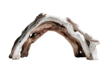 Driftwood arch, light and dark tones