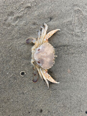 Looking straight down from above onto a pale sand crab or surf crab