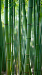 Fototapeta premium Dense grove of bright green bamboo stalks, perfect for tropical or nature themed designs, environmental concepts, or peaceful backgrounds.