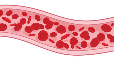 Blood cells flowing in vessel isolated on white background. Vector medical illustration. 