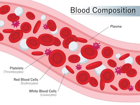 Human blood composition. Red blood cells, Platelets and White blood cells flowing in blood vessel. Medical illustration.