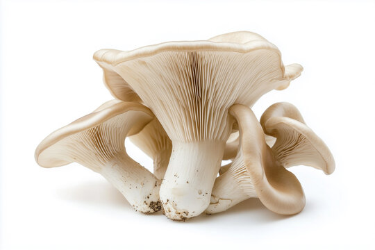 Flawless fresh ripe oyster mushrooms isolated on white background, generated AI