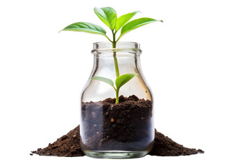 glowing plant with soil in glass bottle png image on transparent background