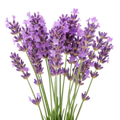 Naklejka premium Purple lavender flowers isolated on transparent background