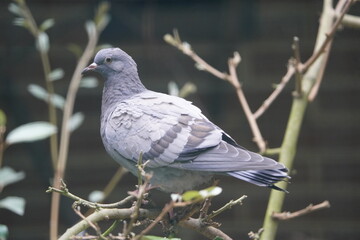 The rock dove, rock pigeon, or common pigeon (Columba livia) is a member of the bird family Columbidae. Walsrode Bird Park, Germany.
