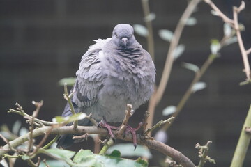 The rock dove, rock pigeon, or common pigeon (Columba livia) is a member of the bird family Columbidae. Walsrode Bird Park, Germany.
