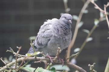 The rock dove, rock pigeon, or common pigeon (Columba livia) is a member of the bird family Columbidae. Walsrode Bird Park, Germany.

