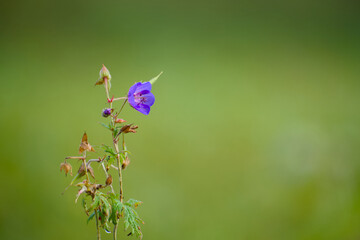 Close-up of a meadow crane’s-bill blossom glowing in soft morning light