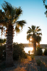 Fototapeta premium sunset view through palm trees 