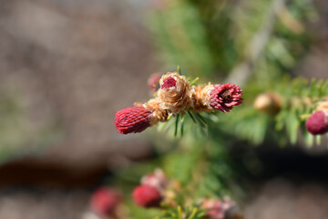 Norway spruce branch with new leaves - Latin name - Picea abies Rydal