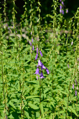 Creeping bellflower flowers - Latin name - Campanula rapunculoides