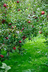 Red apples grow on tree in the orchard