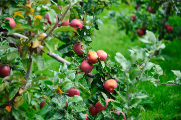 Red apples grow on tree in the orchard