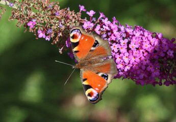Tagpfauenauge - European peacock