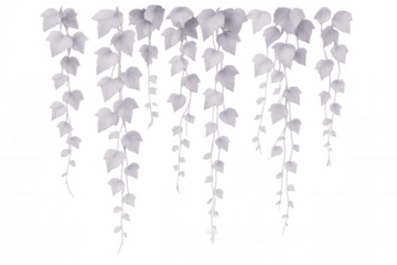 White ivy tendrils cascading gracefully, forming delicate botanical silhouette against transparent backdrop