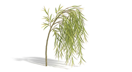 Graceful weeping willow tree with long flowing green branches casting a soft shadow on a white background