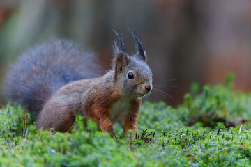 Eurasian red squirrel (Sciurus vulgaris) searching for food in the forest in the Netherlands.  