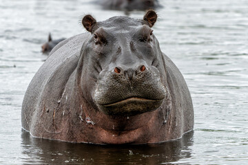 Hippopotamus in the Okavanga Delta in Botswana. An aggressive hippo bull shows dominant behaviour