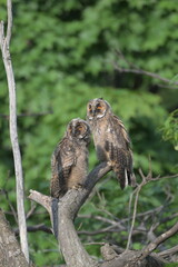  Gazing Owl