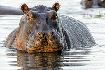 Hippopotamus in the Okavanga Delta in Botswana. An aggressive hippo bull shows dominant behaviour