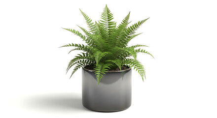 A vibrant green fern plant in a modern dark gray cylindrical pot against a clean white background © MdNurnabi
