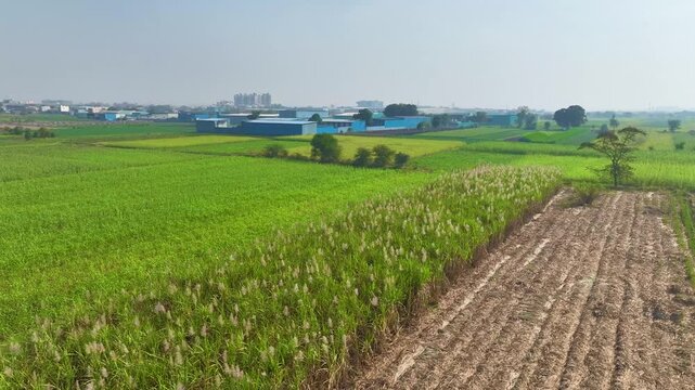 jowar farming in maharashtra