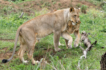Lion in a game reserve in South Africa. Two lionesses had a prey and their bellies were completely full.