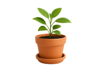 Obraz premium Green Plant in Terracotta Pot Isolated on Transparent Background