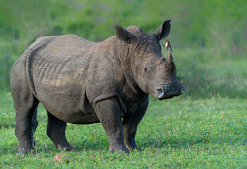 Fototapeta premium White Rhinoceros bull walking in a private game reserve in South Africa