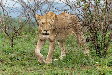Lion in a game reserve in South Africa. Two lionesses had a prey and their bellies were completely full.