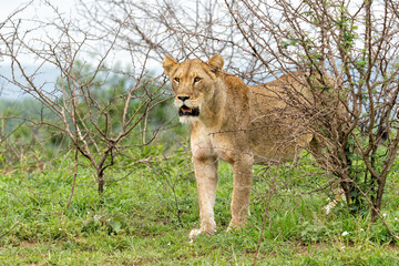 Lion in a game reserve in South Africa. Two lionesses had a prey and their bellies were completely full.