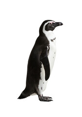 African penguin standing profile view transparent background