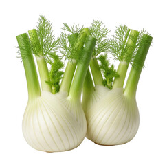 Freshly harvested fennel bulbs arranged elegantly against a dark transparent background for culinary use